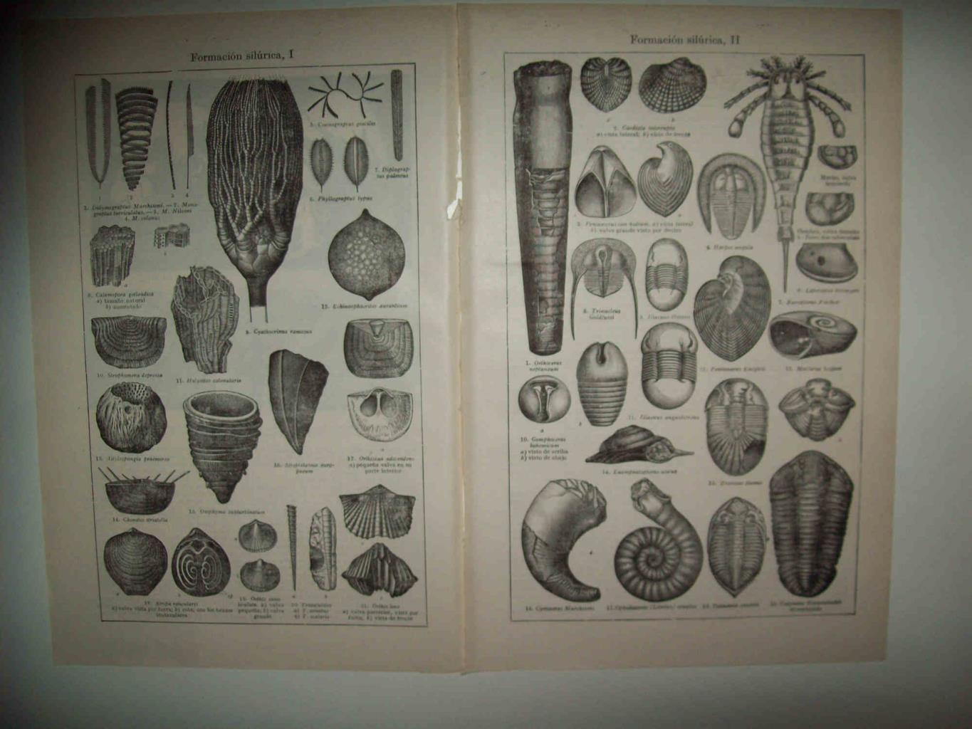 LAMINA ESPASA 33009: Formacion silurica