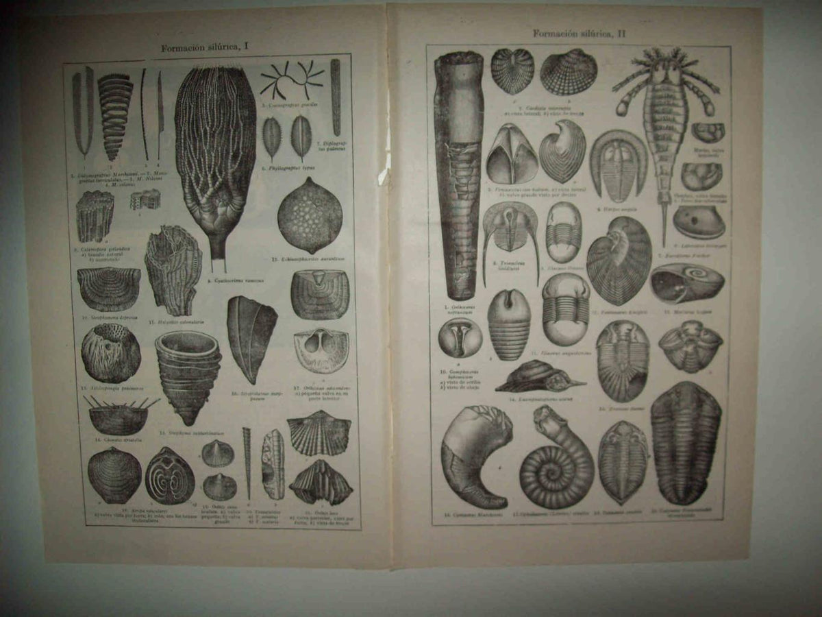 LAMINA ESPASA 33009: Formacion silurica