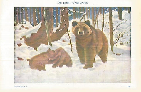 LAMINA ESPASA 32943: Oso pardo