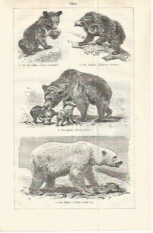 LAMINA ESPASA 32942: Oso