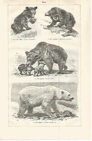 LAMINA ESPASA 32942: Oso