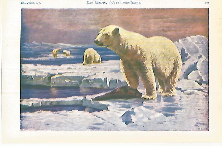 LAMINA ESPASA 32941: Oso blanco