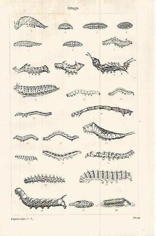 LAMINA ESPASA 32925: Oruga