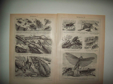 LAMINA ESPASA 32924: Ortopteros