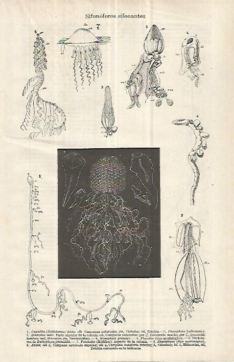 LAMINA ESPASA 32968: Sifonoforos sifonantes