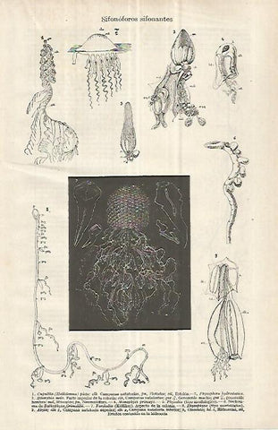LAMINA ESPASA 32968: Sifonoforos sifonantes