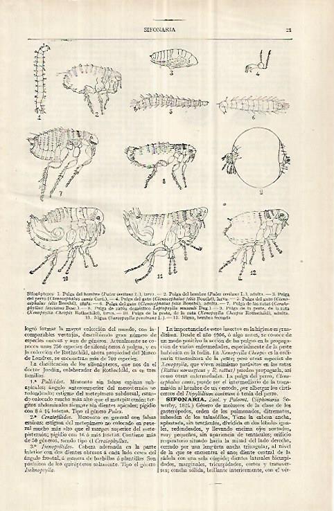 LAMINA ESPASA 32967: Sifonapteros