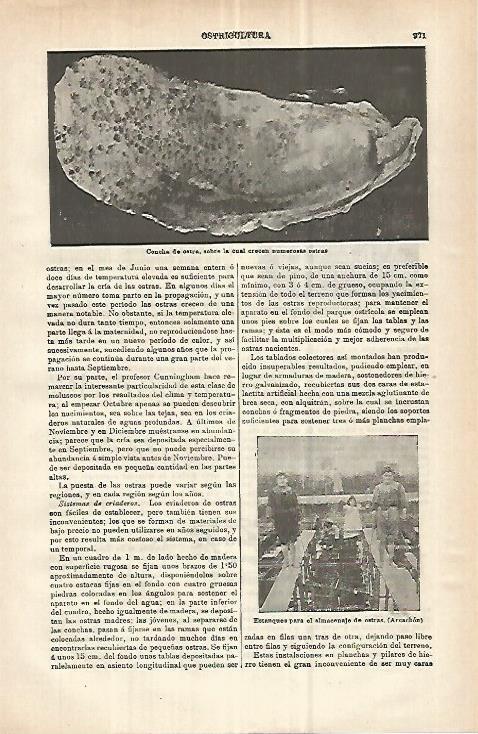 LAMINA ESPASA 32956: Concha de ostra