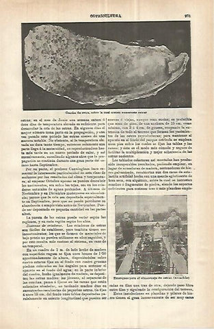 LAMINA ESPASA 32956: Concha de ostra