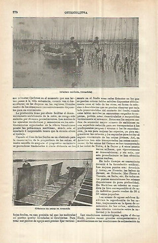 LAMINA ESPASA 32955: Criaderos de ostras en Arcachon