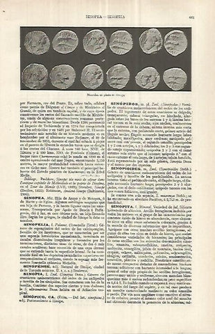 LAMINA ESPASA 33066: Monedas de Sinope