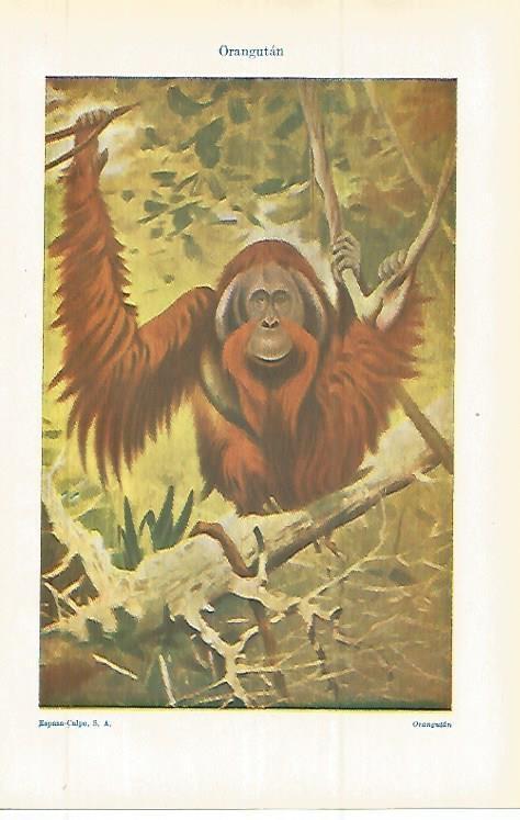 LAMINA ESPASA 32737: Orangutan