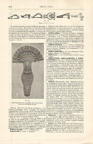 LAMINA ESPASA 32673: Fibula germanica hallada en Nocera Umbra