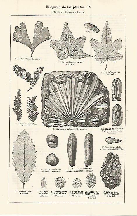 LAMINA ESPASA 32705: Filogenia de plantas del terciario y diluvial