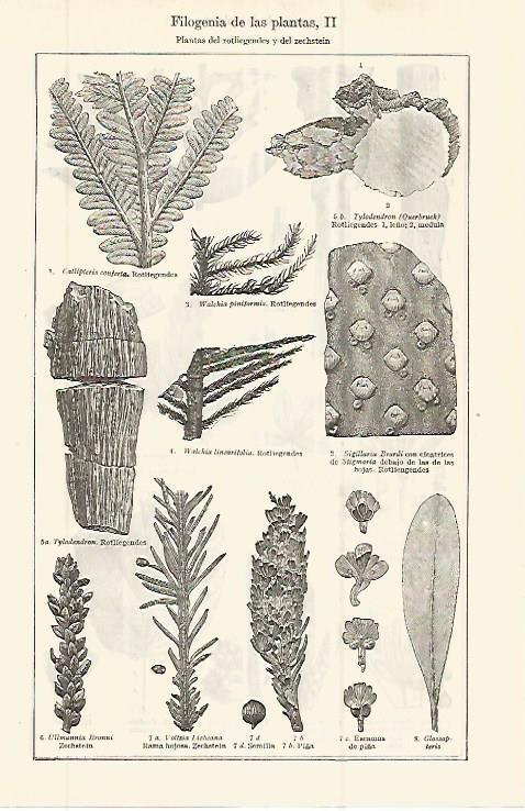 LAMINA ESPASA 32704: Filogenia de plantas del rotliegendes y zechstein
