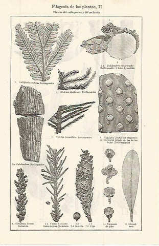 LAMINA ESPASA 32704: Filogenia de plantas del rotliegendes y zechstein