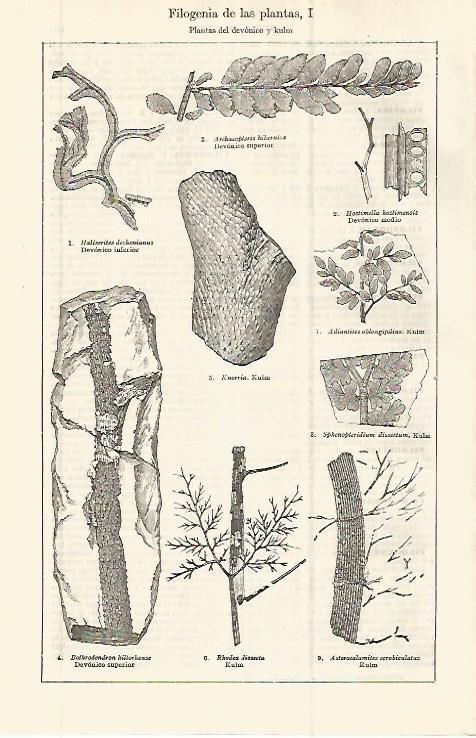 LAMINA ESPASA 32703: Filogenia de plantas del devonico y kulm