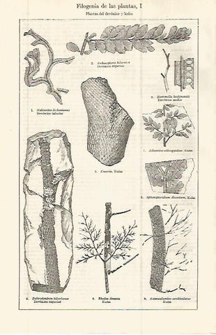 LAMINA ESPASA 32703: Filogenia de plantas del devonico y kulm
