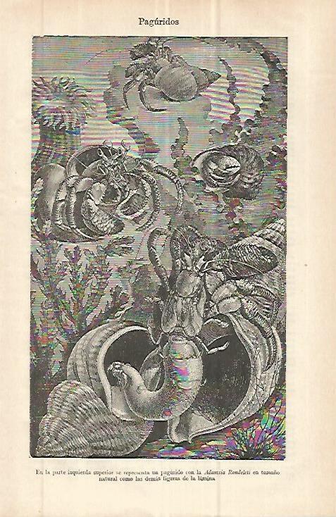 LAMINA ESPASA 32793: Paguridos