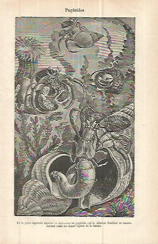 LAMINA ESPASA 32793: Paguridos