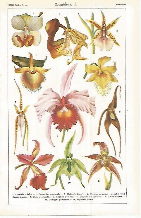 LAMINA ESPASA 32913: Tipos de orquideas