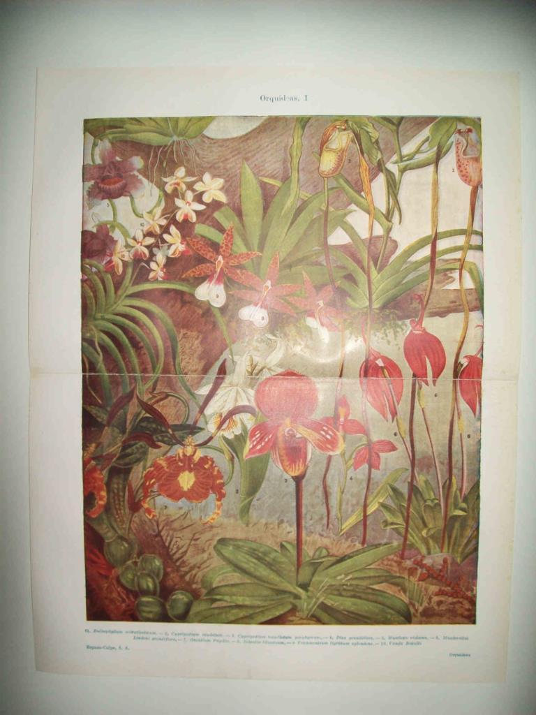 LAMINA ESPASA 32912: Orquideas