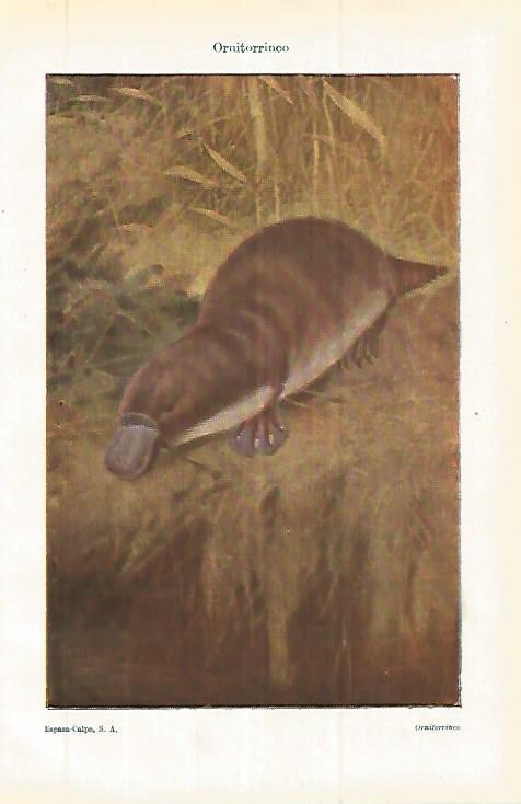 LAMINA ESPASA 32891: Ornitorrinco