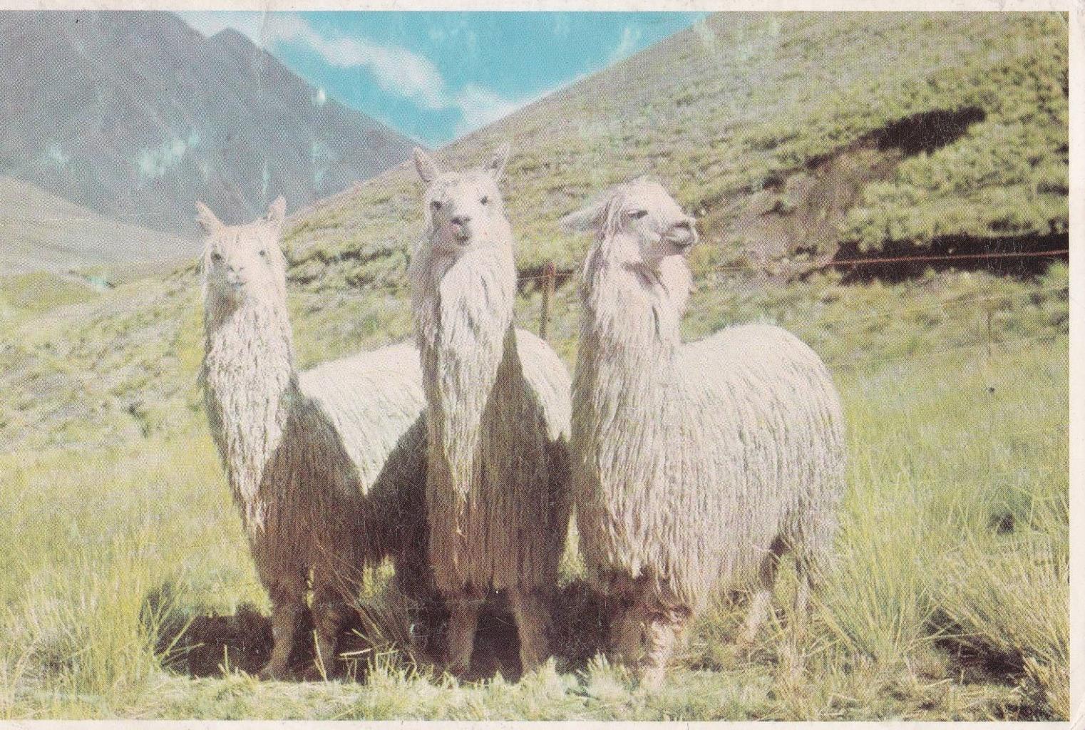 POSTAL B12441: ALPACAS EN LOS ANDES PERUANOS