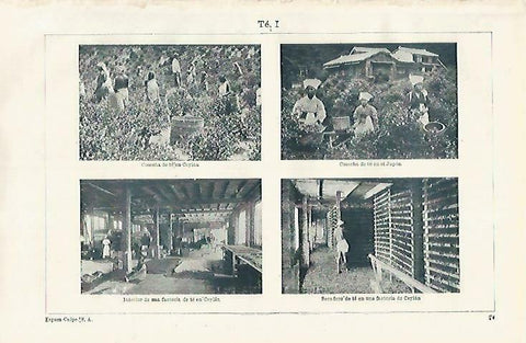 LAMINA ESPASA 33521: Cosecha de te en Sri Lanka