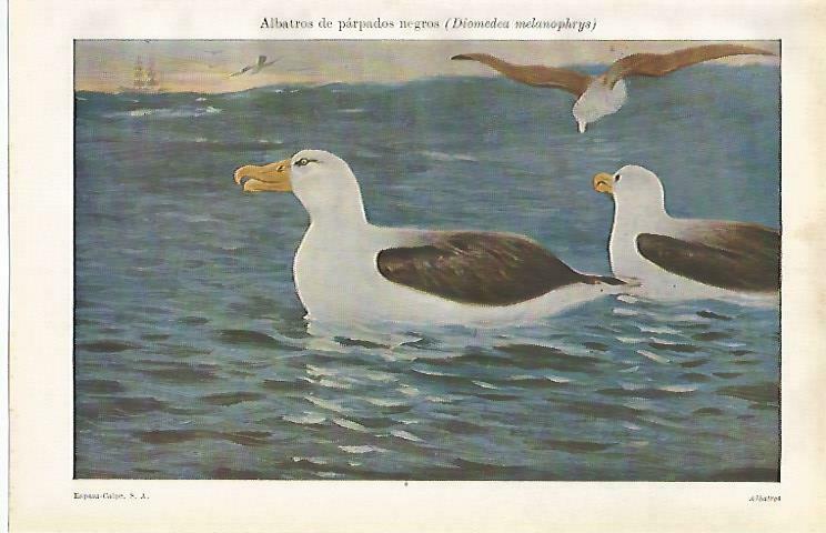 LAMINA ESPASA 33631: Albatros de parpados negros
