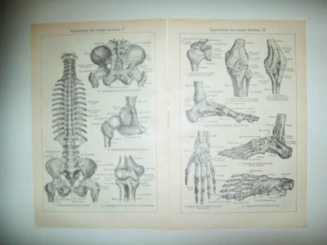 LAMINA ESPASA 33268: Ligamentos del cuerpo humano