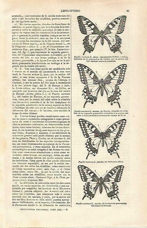 LAMINA ESPASA 33186: Especies de Papilio machaon