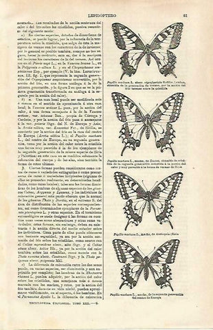 LAMINA ESPASA 33186: Especies de Papilio machaon