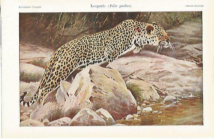 LAMINA ESPASA 33176: Leopardo