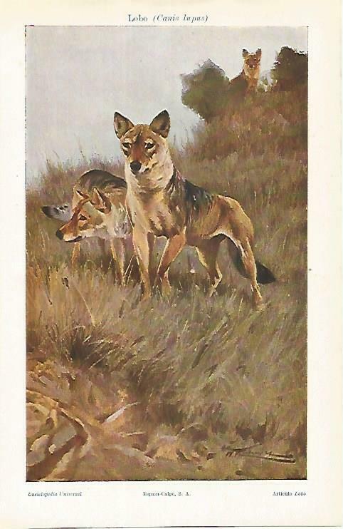 LAMINA ESPASA 33379: Lobo