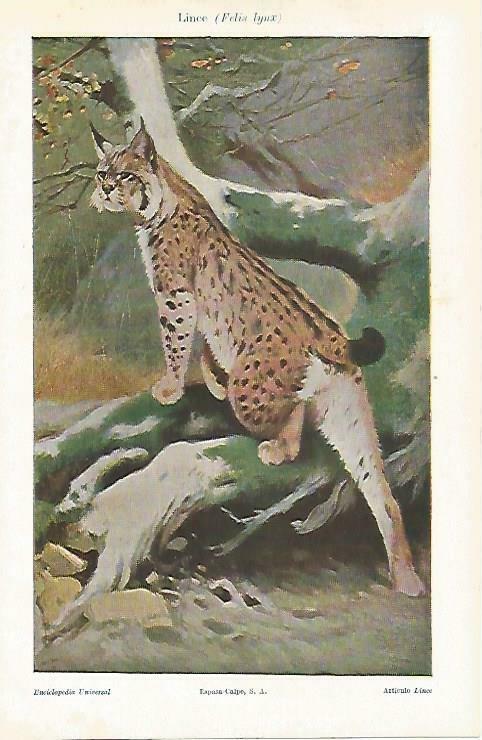 LAMINA ESPASA 33299: Lince