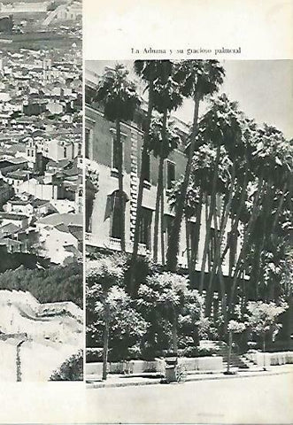 LAMINA 14359: Palmeral de la Aduana de Malaga