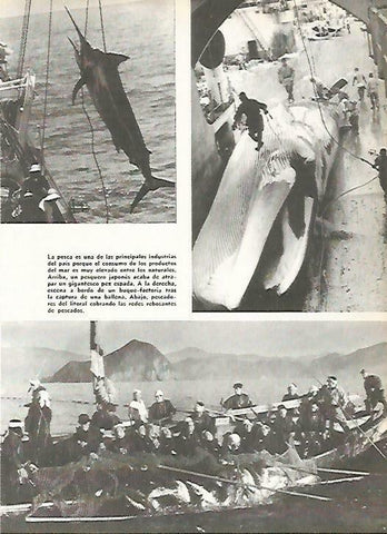 LAMINA 14831: Pesca en Japon