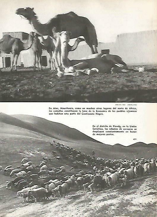LAMINA 14869: Camellos en Mauritania