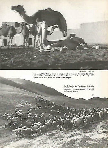 LAMINA 14869: Camellos en Mauritania