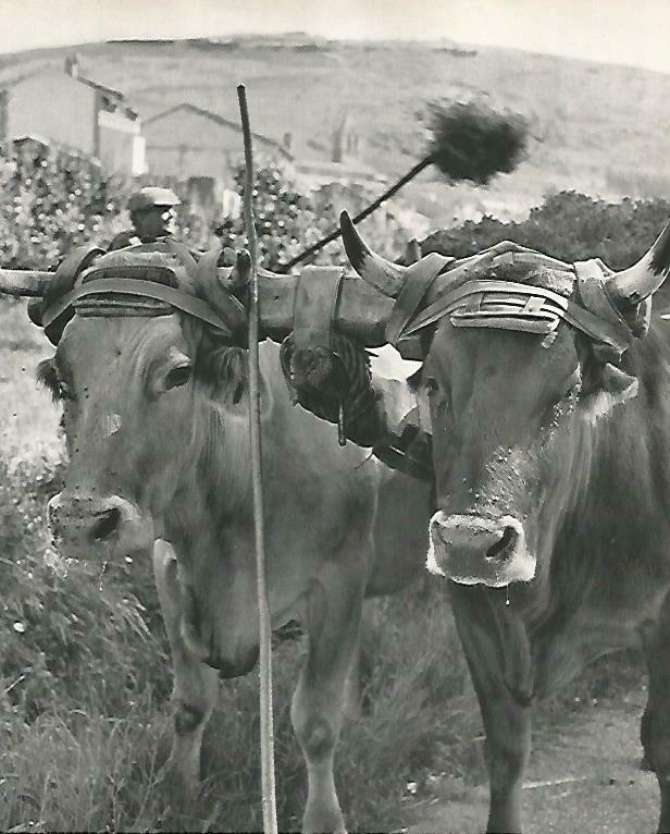 LAMINA 14667: Bueyes en la Cerdanya