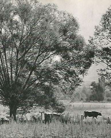 LAMINA 14666: Prado de la Cerdanya