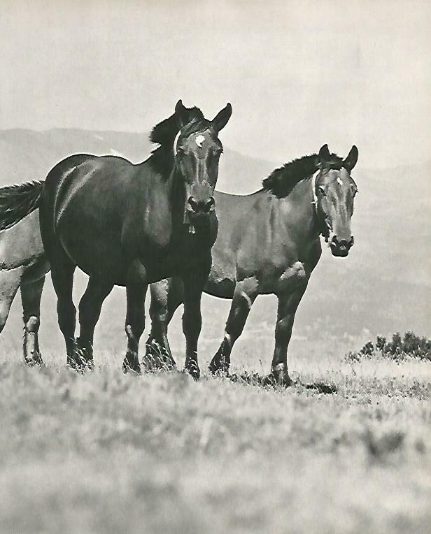 LAMINA 14671: Caballos en la Cerdanya