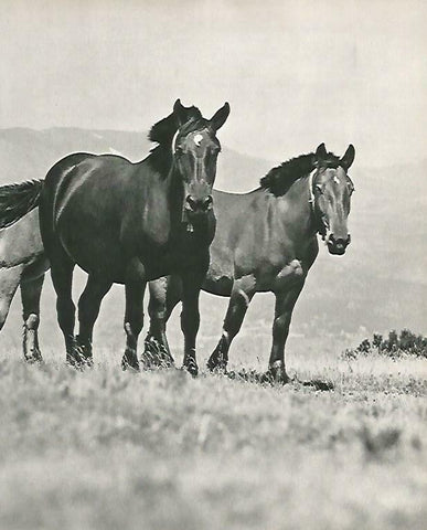 LAMINA 14671: Caballos en la Cerdanya