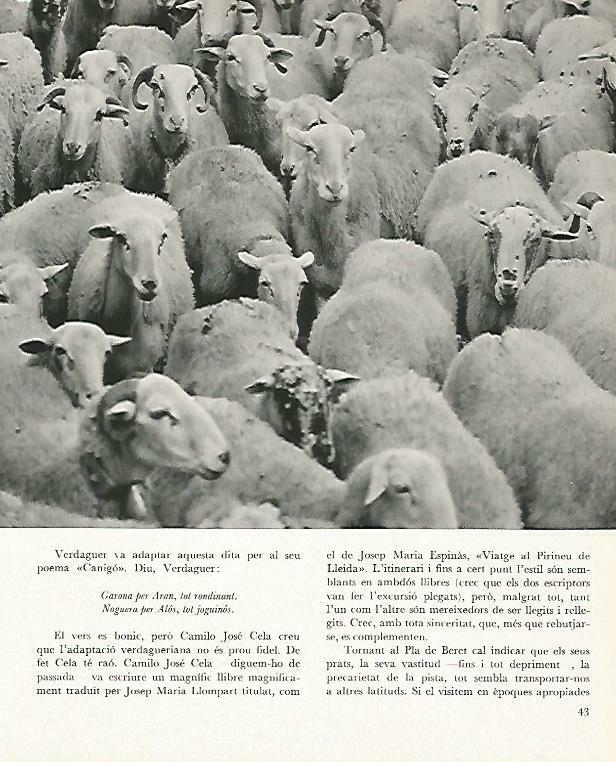 LAMINA 14626: Ovejas del Vall d'Aran