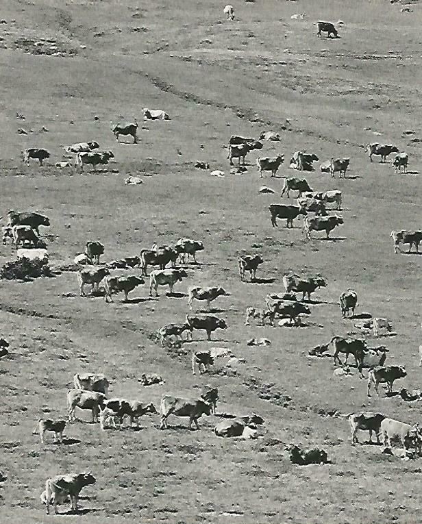 LAMINA 14623: Vacas en el Vall d'Aran