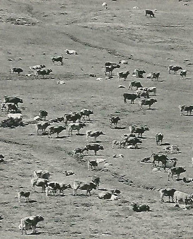 LAMINA 14623: Vacas en el Vall d'Aran