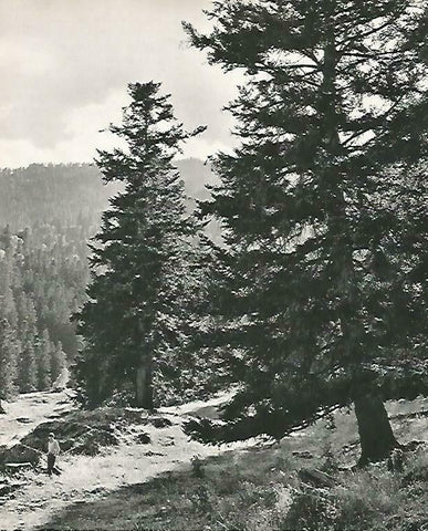 LAMINA 14638: Valle de Cardos