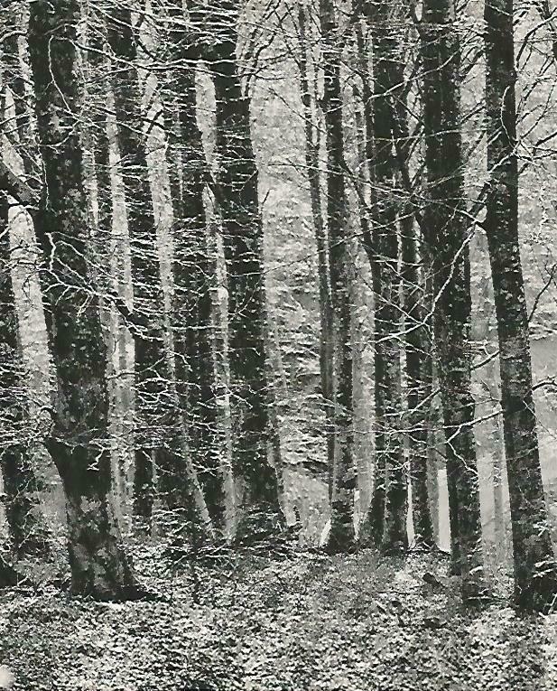 LAMINA 14730: Bosque de las Alberes