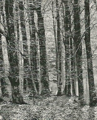 LAMINA 14730: Bosque de las Alberes